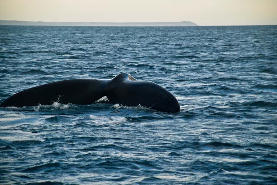 Puerto Madryn: Excursion to Peninsula Valdes Classic - Why This Trip Works: UNESCO Valdés Without the Fuss