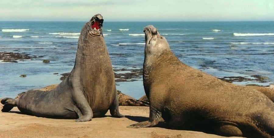 Puerto Madryn: Excursion to Peninsula Valdes Classic - Punta Delgada: Southern Ocean Views and the Force of the Atlantic