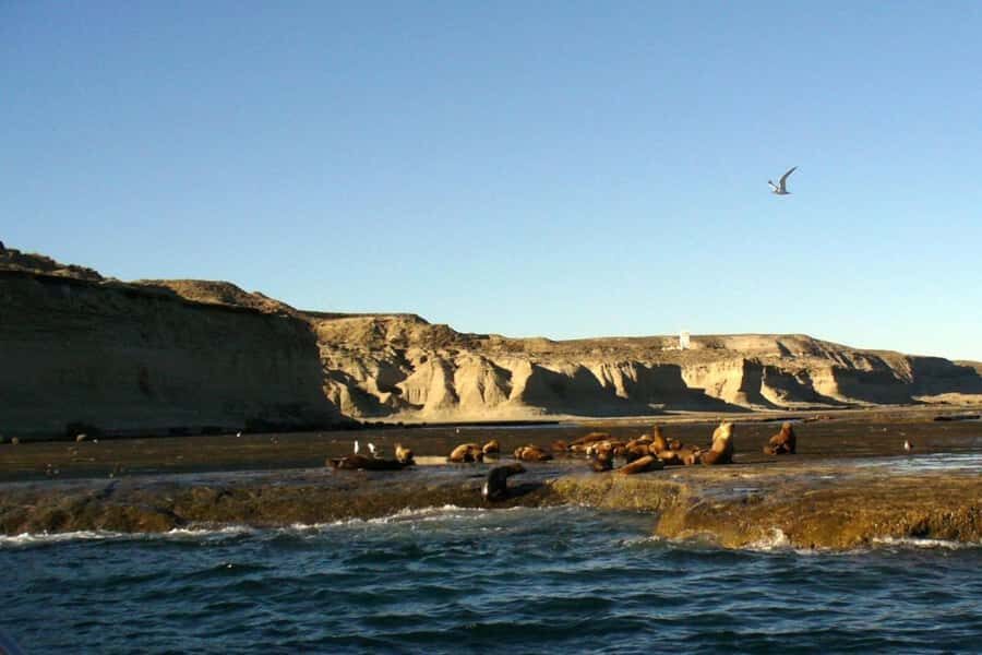 Puerto Madryn: Excursion to Peninsula Valdes Classic - Puerto Pirámides Break: Lunch Off the Menu and Time to Reset