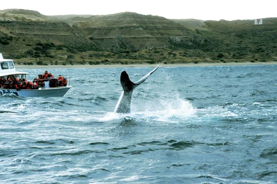 Puerto Madryn: Excursion to Peninsula Valdes Classic - Carlos Ameghino Interpretation Center: Turn Sightings Into Understanding