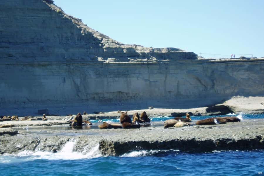 Puerto Madryn: Excursion to Peninsula Valdes Classic - Wildlife on the Ground: Don’t Ignore the Grasslands