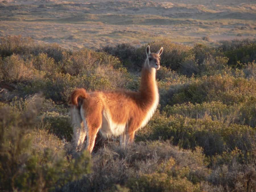 Puerto Madryn: Excursion to Peninsula Valdes Classic - Entering the World Heritage Area: The Route Starts with Salinas Grande and Chica