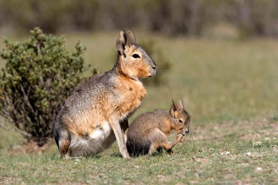 Puerto Madryn: Full Day Peninsula Valdes Experience Tour - Who this tour suits best (and who should think twice)
