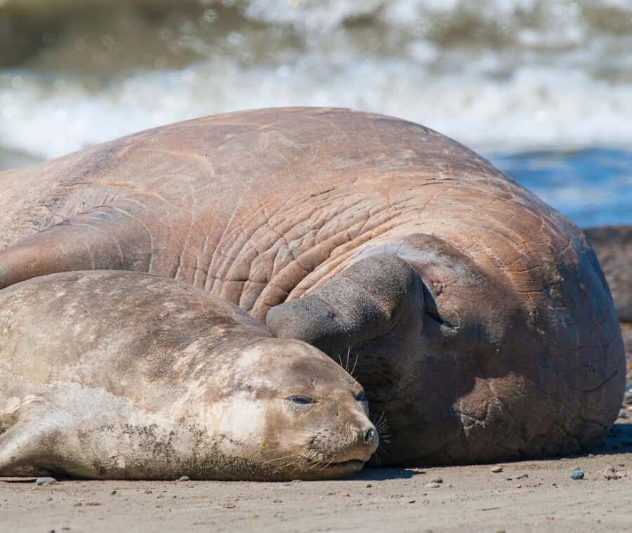 Puerto Madryn: Full Day Peninsula Valdes Experience Tour - Peninsula Valdés from Puerto Madryn: a full-day route that makes sense