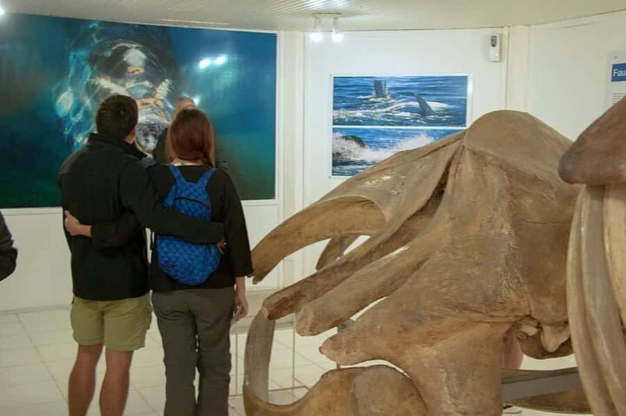 Puerto Madryn: Full Day Peninsula Valdes Experience Tour - Puerto Pirámides: the peninsula’s only village and a port with rules