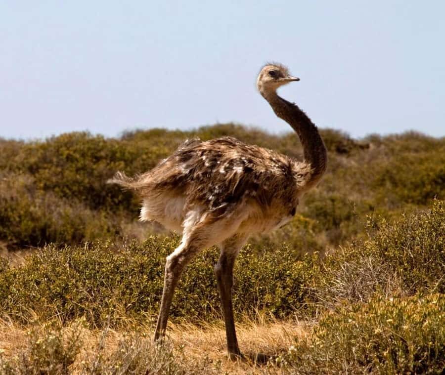 Puerto Madryn: Full Day Peninsula Valdes Experience Tour - Caleta Valdés approach: steppe wildlife on the move