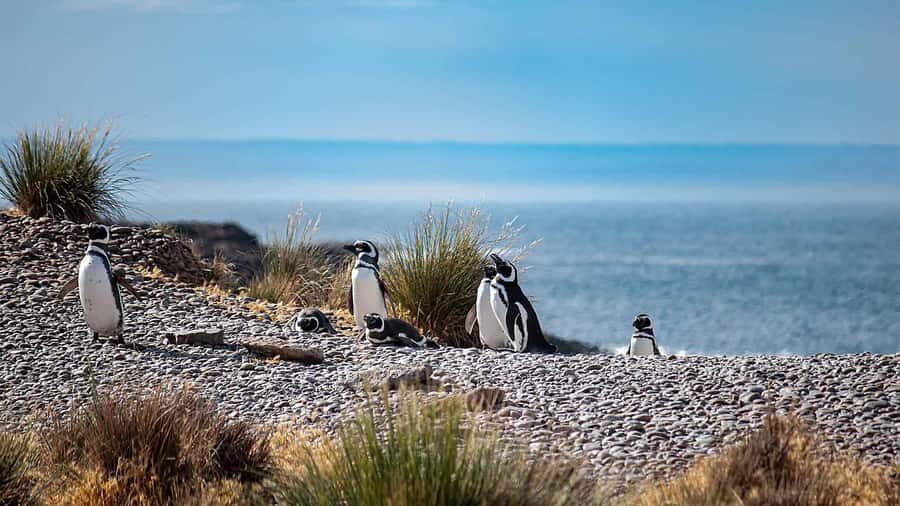 Puerto Madryn: Full Day Peninsula Valdes Experience Tour - What you’ll do with the 11 hours: a realistic pacing note