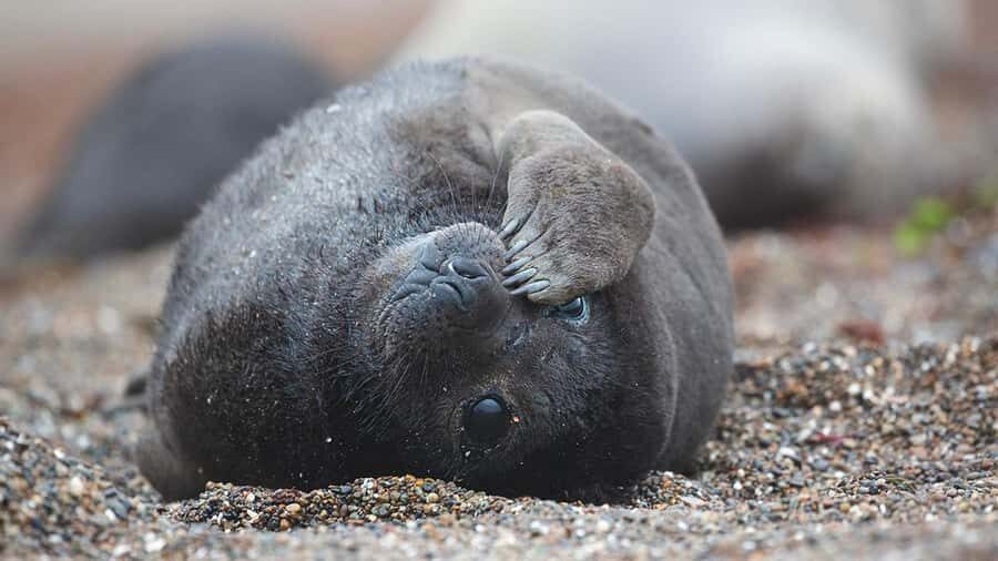 Puerto Madryn: Full Day Peninsula Valdes Experience Tour - Istmo Carlos Ameghino: get your bearings fast