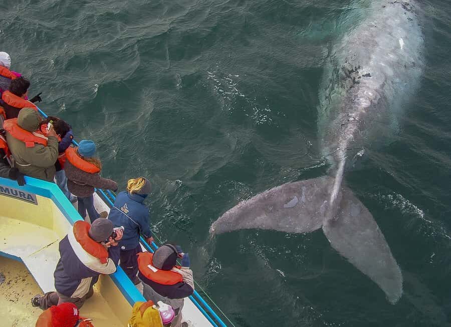 Puerto Madryn: Península Valdes with optional Whale Watching - Key things you’ll notice