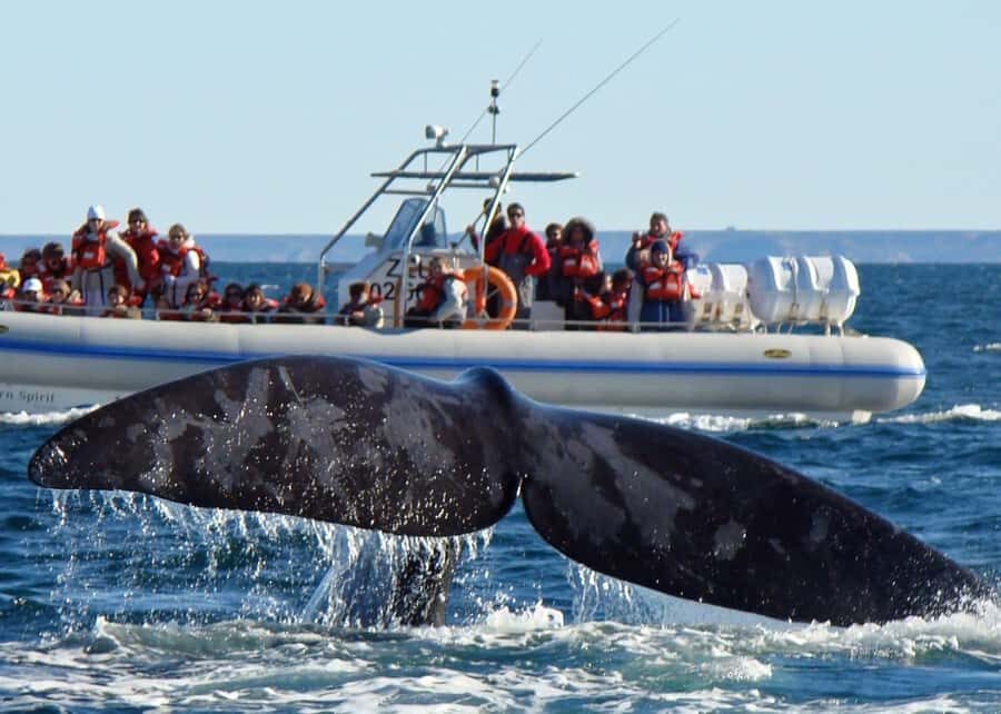 Puerto Madryn: Península Valdes with optional Whale Watching - Wildlife viewing that mixes big moments and small wins