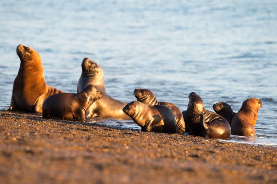 Puerto Madryn: Península Valdes with optional Whale Watching - Price and value: how $133 fits the day