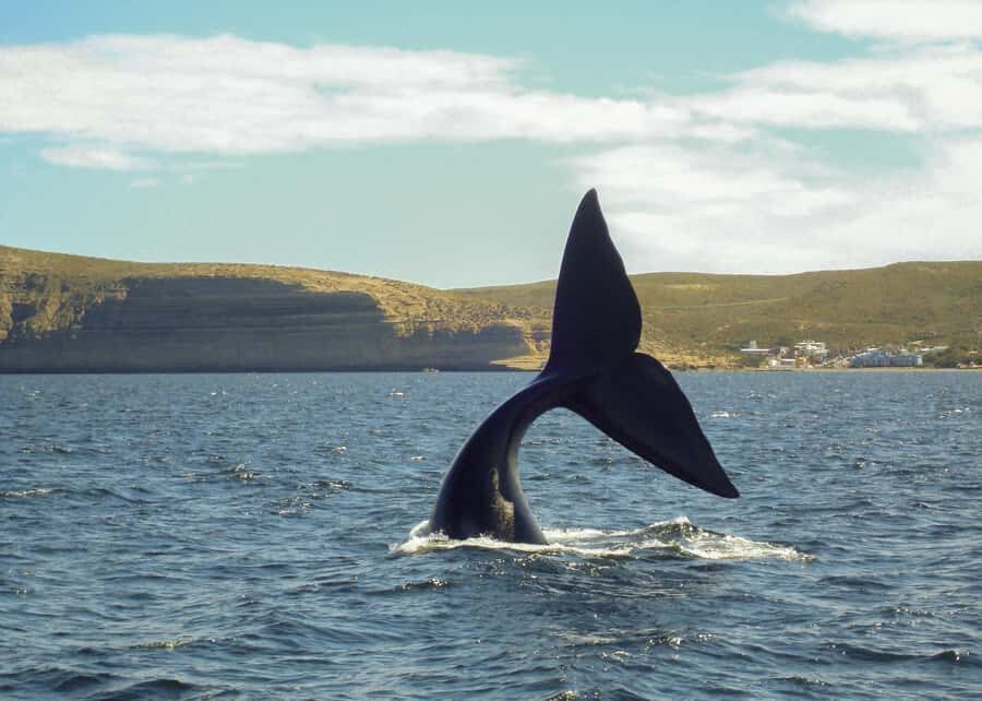 Puerto Madryn: Península Valdes with optional Whale Watching - Guide quality and the small logistics that can make or break mornings