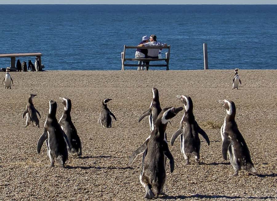 Puerto Madryn: Península Valdes with optional Whale Watching - Southern Right Whales: the seasonal whale boat choice