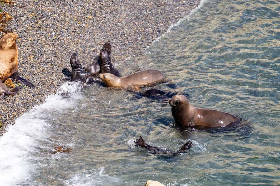 Puerto Madryn: Punta Loma Shore Excursion - Key highlights you’ll actually care about