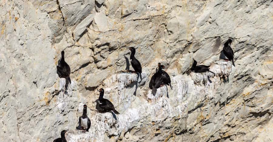 Puerto Madryn: Punta Loma Shore Excursion - What to bring (and what to avoid) on Punta Loma