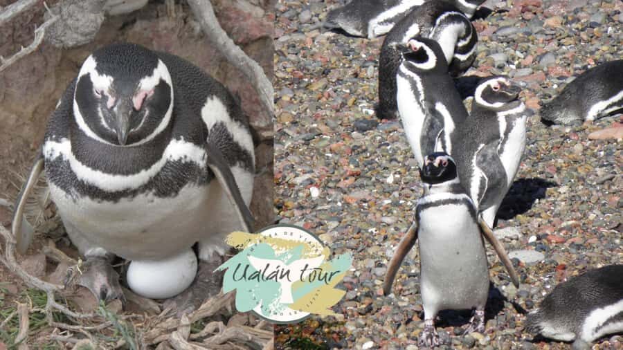 Puerto Madryn: Punta Tombo Shore Excursion for Cruise Guests - Key Things That Make This Punta Tombo Trip Work