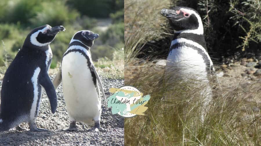 Puerto Madryn: Punta Tombo Shore Excursion for Cruise Guests - Why Punta Tombo Hits Different for Penguin-Lovers