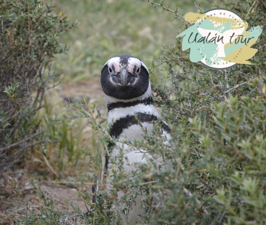 Puerto Madryn: Punta Tombo Shore Excursion for Cruise Guests - Entering the Reserve: Your Penguin-Walk Window