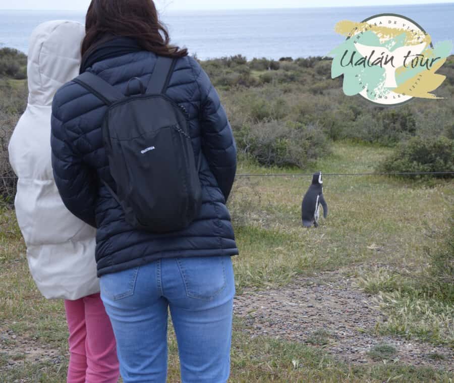 Puerto Madryn: Punta Tombo Shore Excursion for Cruise Guests - Wildlife Moments Beyond Penguins (Yes, It’s More Than One Species)