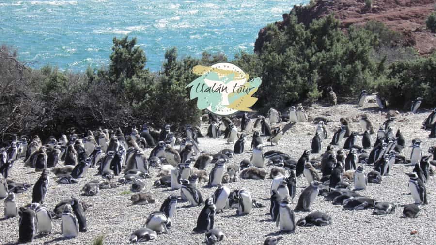 Puerto Madryn: Punta Tombo Shore Excursion for Cruise Guests - Price and Value: What Costs $90 Actually Buys