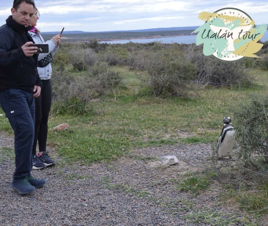 Puerto Madryn: Punta Tombo Shore Excursion for Cruise Guests - What to Pack (and What to Avoid) for an Easy Day