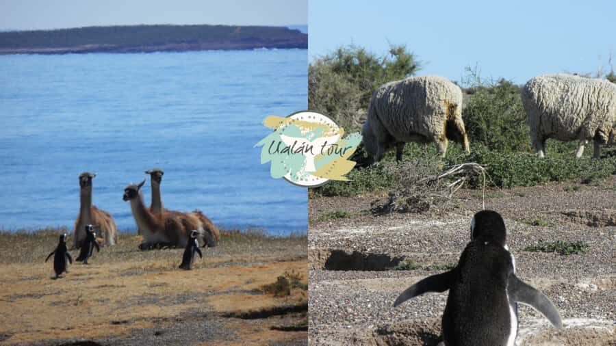 Puerto Madryn: Punta Tombo Shore Excursion for Cruise Guests - Timing Reality Check: When Traffic Steals Minutes