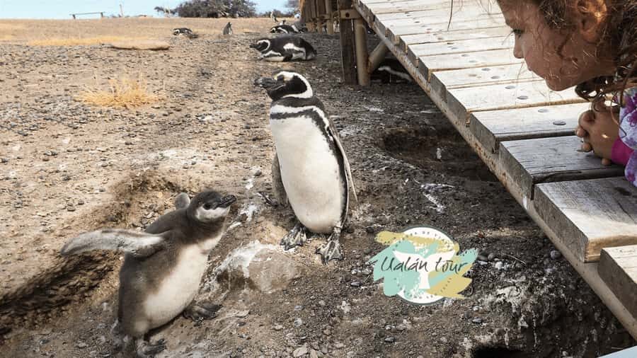 Puerto Madryn: Punta Tombo Shore Excursion for Cruise Guests - Who This Shore Excursion Suits Best (and Who Should Skip It)