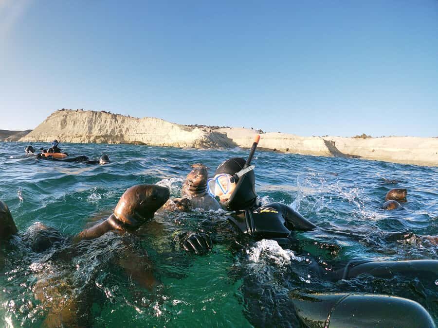 PUERTO MADRYN , SNORKELING WITH SEA LIONS - Key things to know before you go