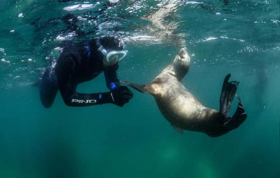 PUERTO MADRYN , SNORKELING WITH SEA LIONS - Sea lions in Punta Loma: what makes this trip special