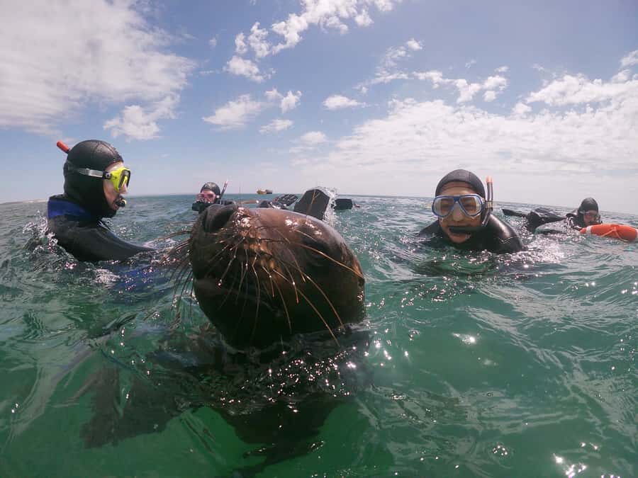 PUERTO MADRYN , SNORKELING WITH SEA LIONS - Should you book snorkeling with Puerto Madryn sea lions?