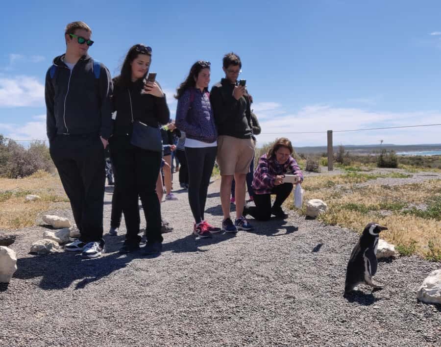 Punta Tombo Cruise Shore Excursion - Walk among penguins - Key things to know before you go