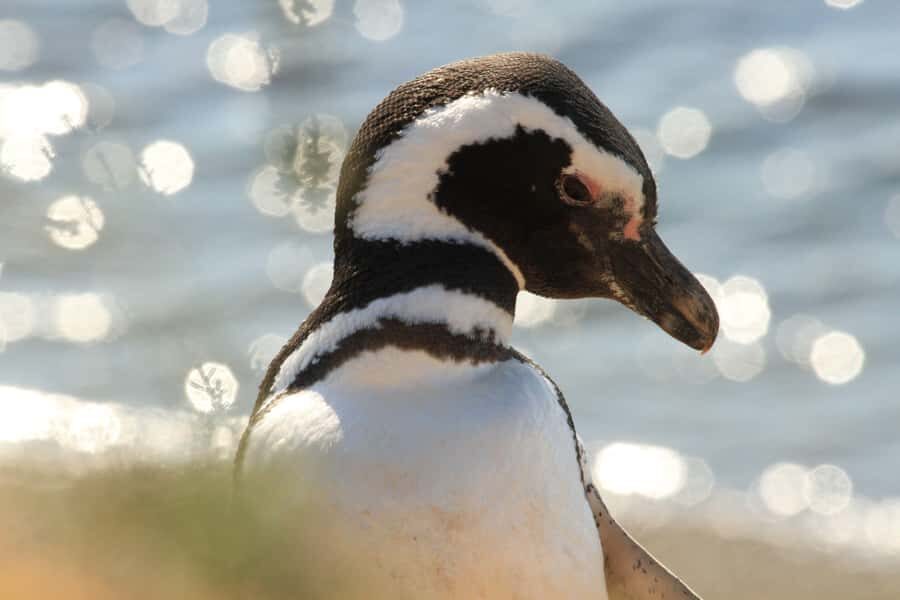 Punta Tombo Penguin Tour & Optional Tonina Watching - Key points that make this tour worth your day