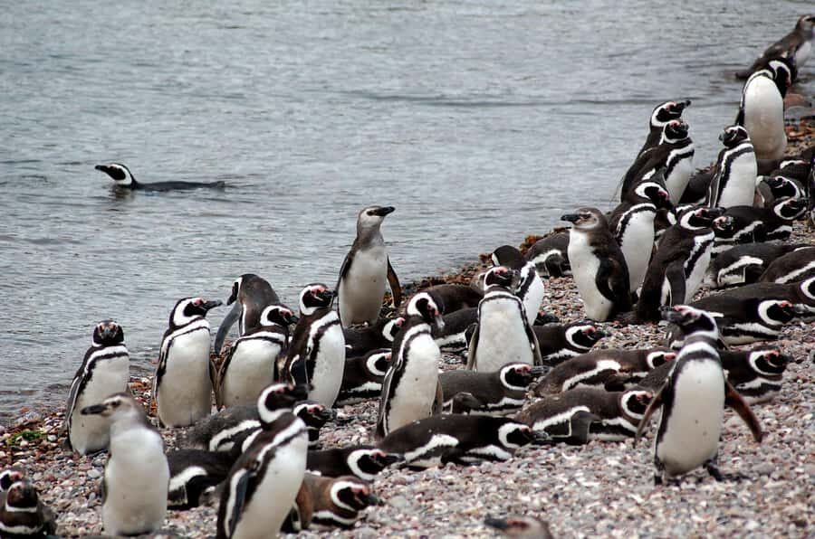 Punta Tombo Penguin Tour & Optional Tonina Watching - Punta Tombo Penguins: what makes this colony special