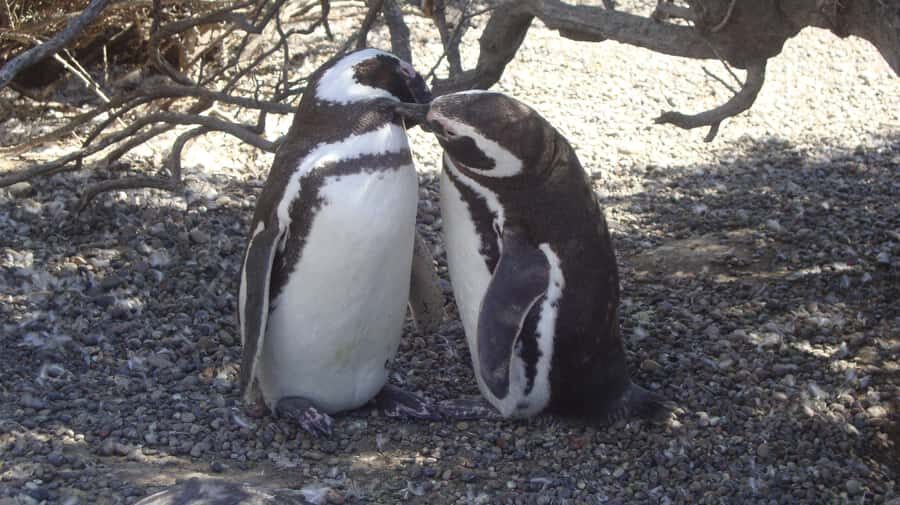 Punta Tombo Penguin Tour & Optional Tonina Watching - Puerto Rawson and Union Beach: seabirds before the penguins