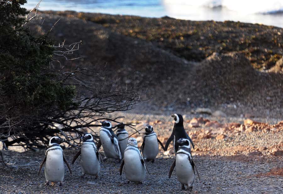 Punta Tombo Penguin Tour & Optional Tonina Watching - Optional Tonina watching: the small-boat plan