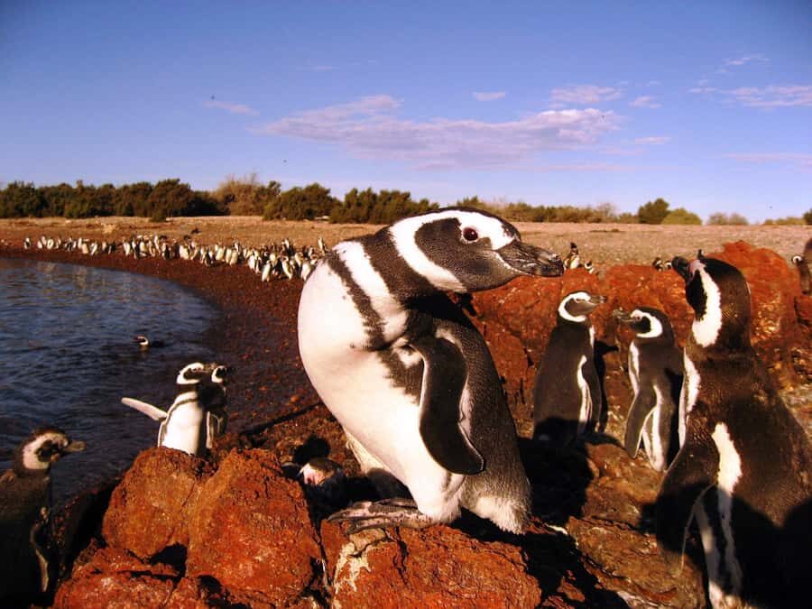 Punta Tombo Penguin Tour & Optional Tonina Watching - When dolphins don’t run: the Gaiman Welsh option