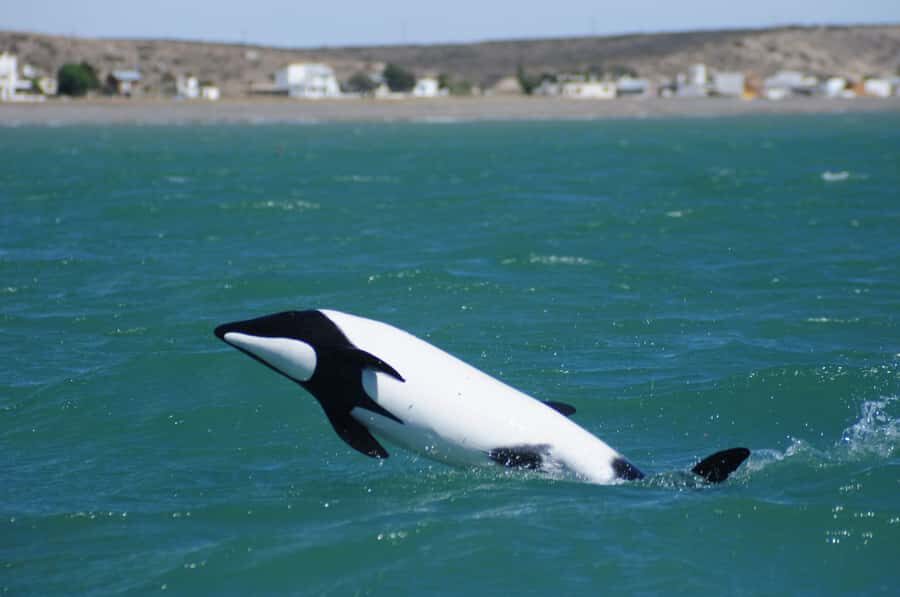 Punta Tombo Penguin Tour & Optional Tonina Watching - Bird cohabitation at the coast: what you’ll actually notice