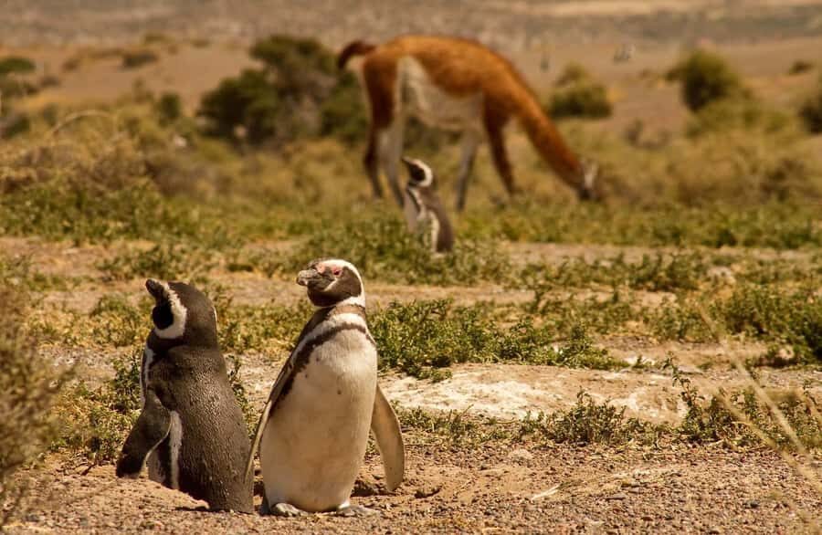 Punta Tombo Penguin Tour & Optional Tonina Watching - Price and value: is $300 per person worth it