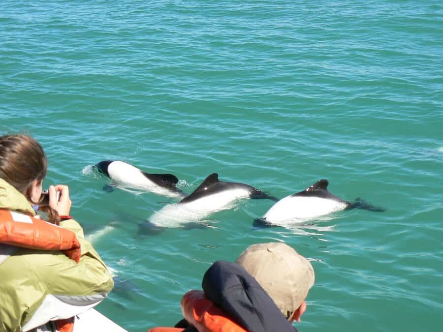 Punta Tombo Penguin Tour & Optional Tonina Watching - The morning rhythm from Puerto Madryn (and why it helps)