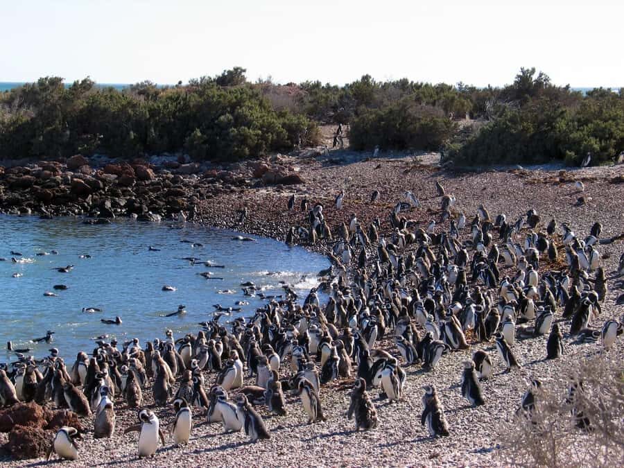 Punta Tombo Shore Excursion for Cruise Passengers + City - Key Things to Know Before You Go