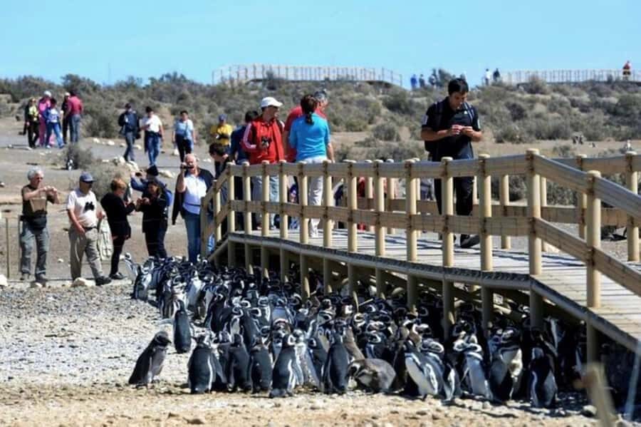 Punta Tombo Shore Excursion for Cruise Passengers + City - What Else You Might Spot: Guanacos and Patagonian Hares