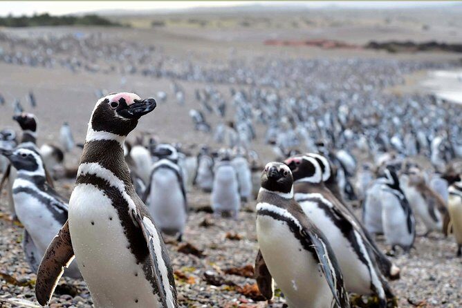 Punta Tombo Shore Excursion w/box Lunch(Shared tour for cruises) - Why Punta Tombo Works So Well from Puerto Madryn