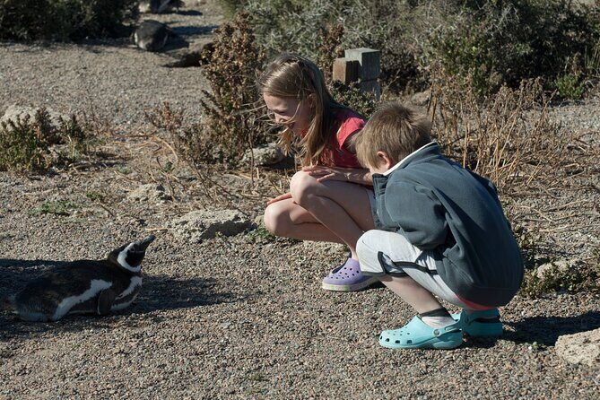 Punta Tombo Shore Excursion w/box Lunch(Shared tour for cruises) - Price and the Cash You’ll Need at the Port Exit