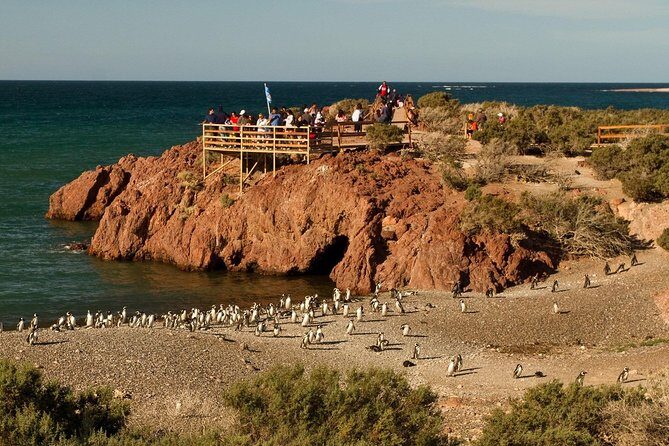 Punta Tombo Shore Excursion w/box Lunch(Shared tour for cruises) - Penguins, Chicks, and the Guide’s Talking Points