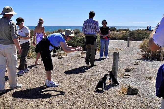 Punta Tombo Shore Excursion w/box Lunch(Shared tour for cruises) - Guides and Small Group Size: Better Control, Less Chaos