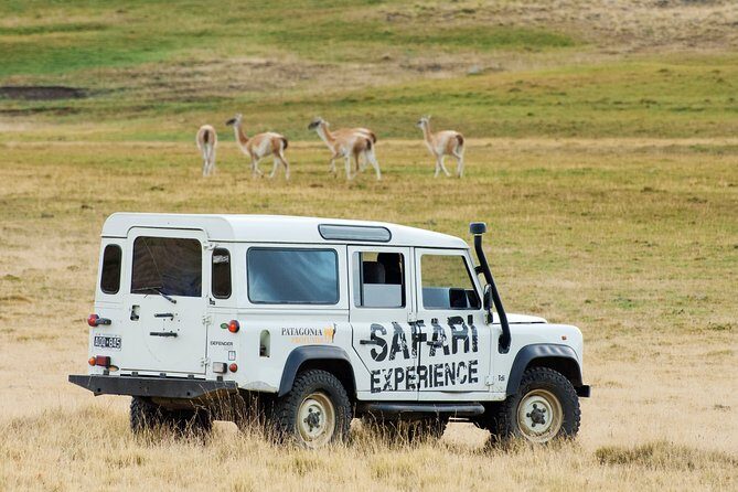 SAFARI EXPERIENCE - WILDLIFE & STEPPE - The 4x4 Safari Feel: Deep Patagonia Views South of El Calafate