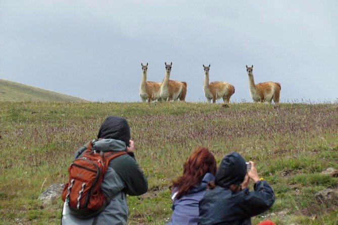 SAFARI EXPERIENCE - WILDLIFE & STEPPE - Chenque (Tehuelche Burial Sites): A Sensitive, Guided Look at History