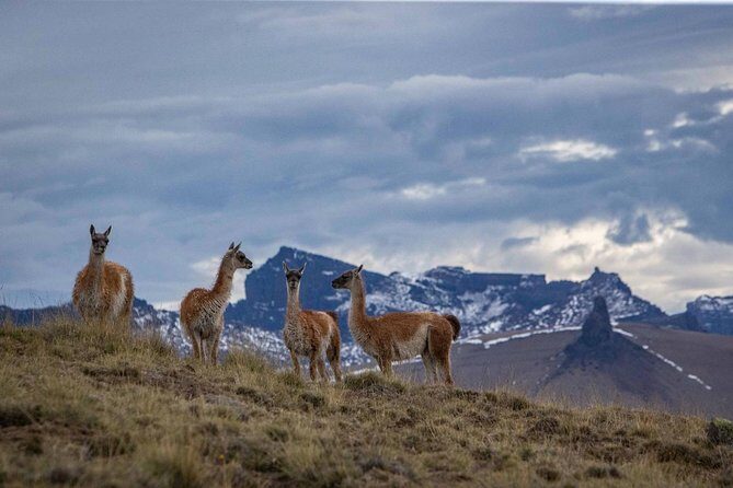 SAFARI EXPERIENCE - WILDLIFE & STEPPE - Price and Value: What You’re Paying For at $175
