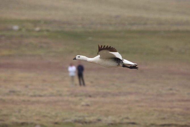 SAFARI EXPERIENCE - WILDLIFE & STEPPE - The Real-World Match: Who This Safari Is Perfect For