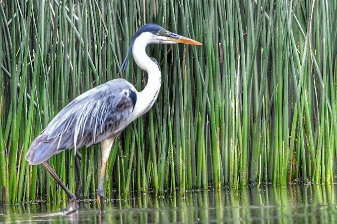Safari náutico en tigre - Who should book this Tigre Delta safari?